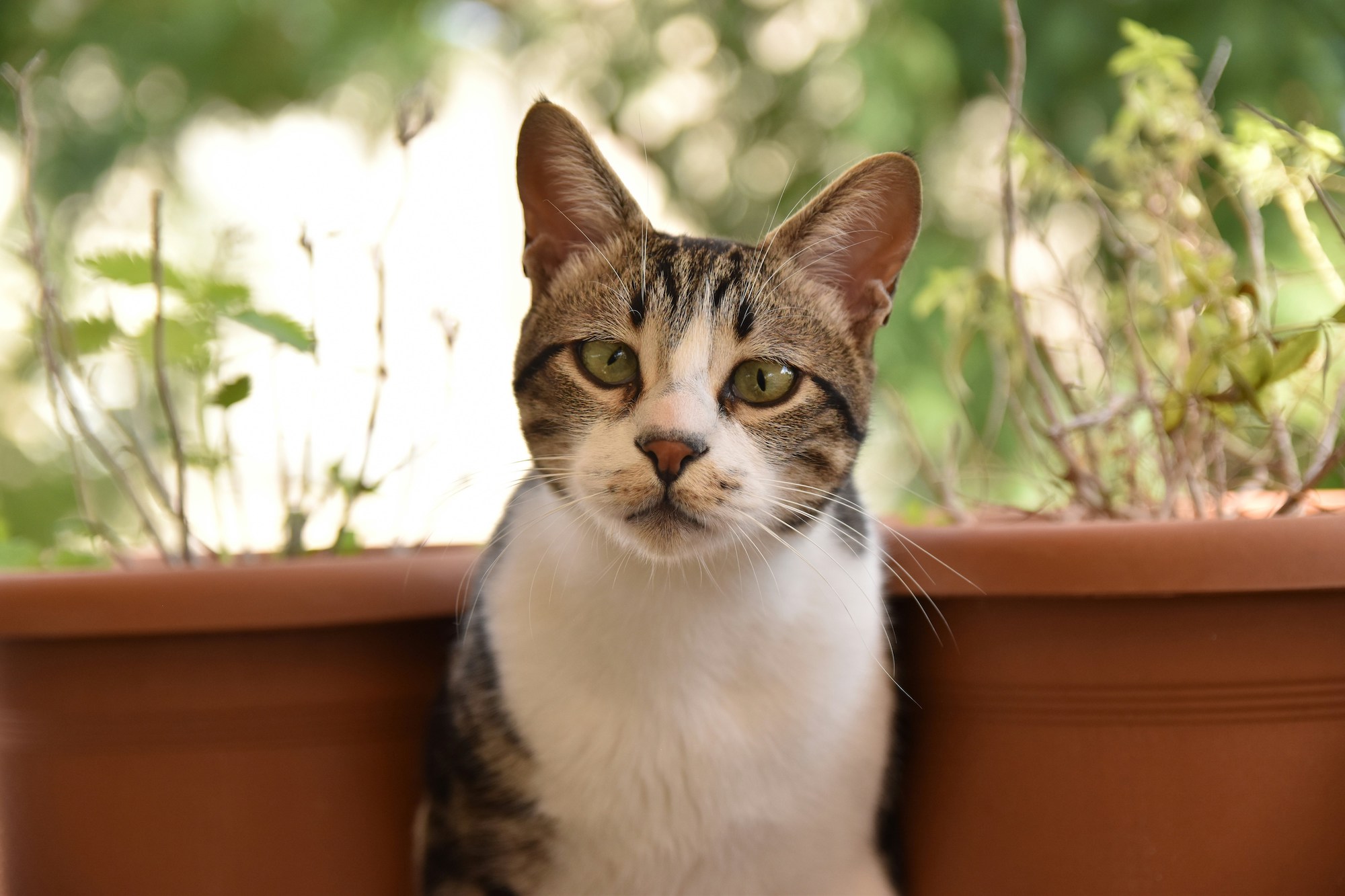A tabby and white American shorthair cat sitting outside