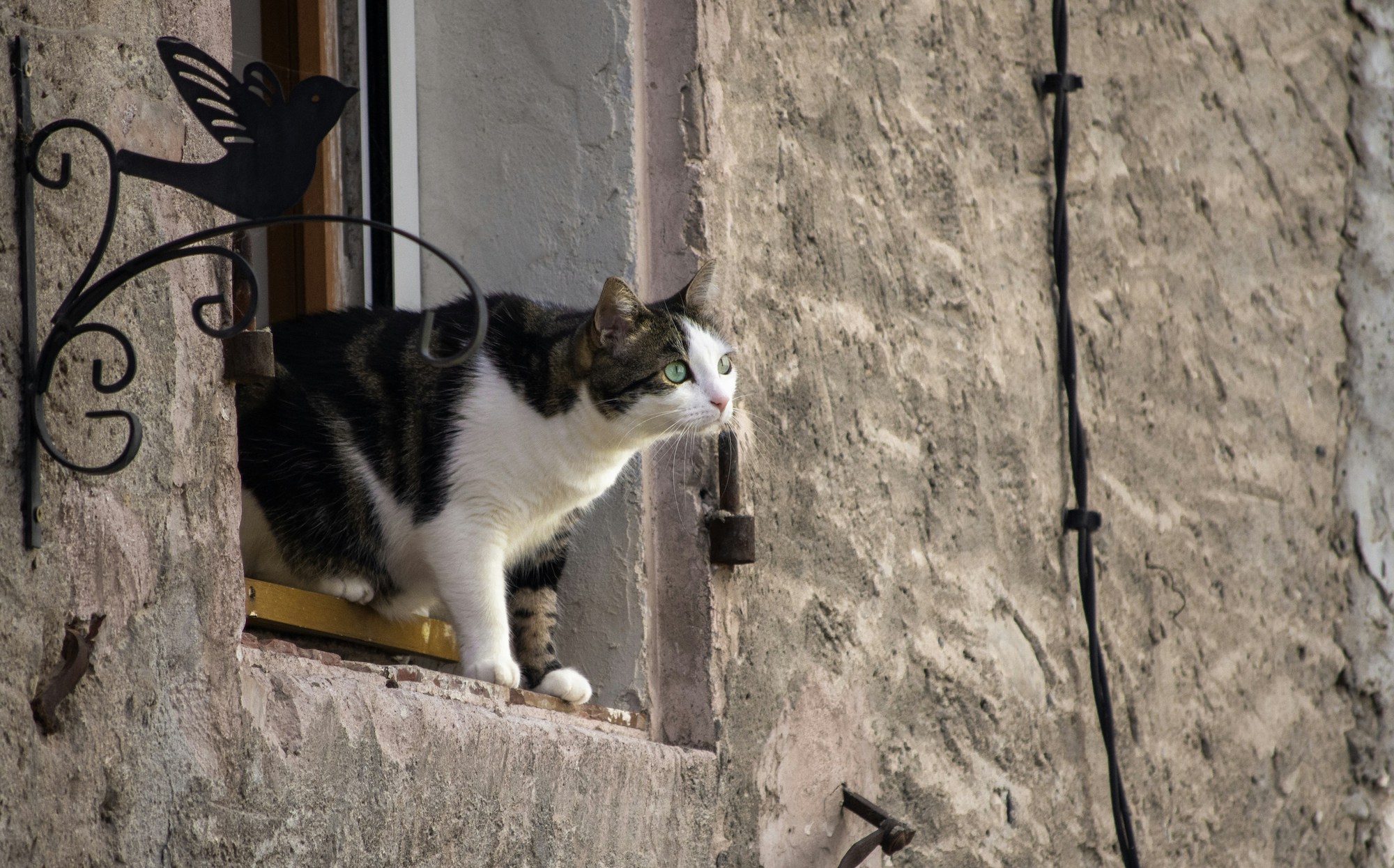 A white and tabby cat with green eyes stands looking out a window