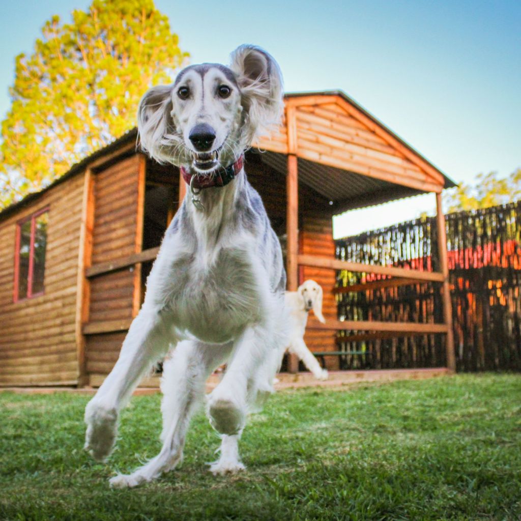 Saluki dog jumping in a grassy yard