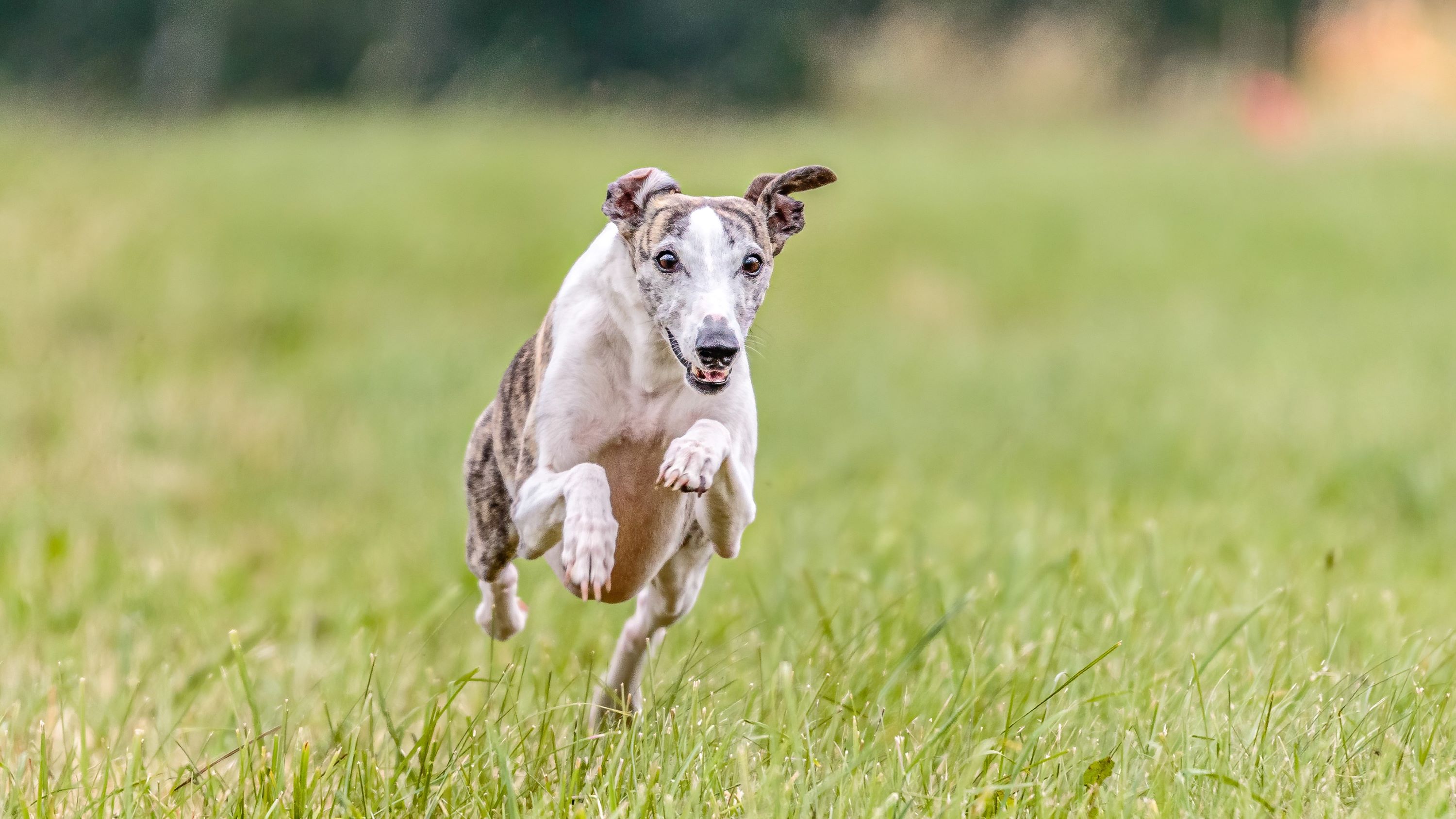 Whippet dog running in a field