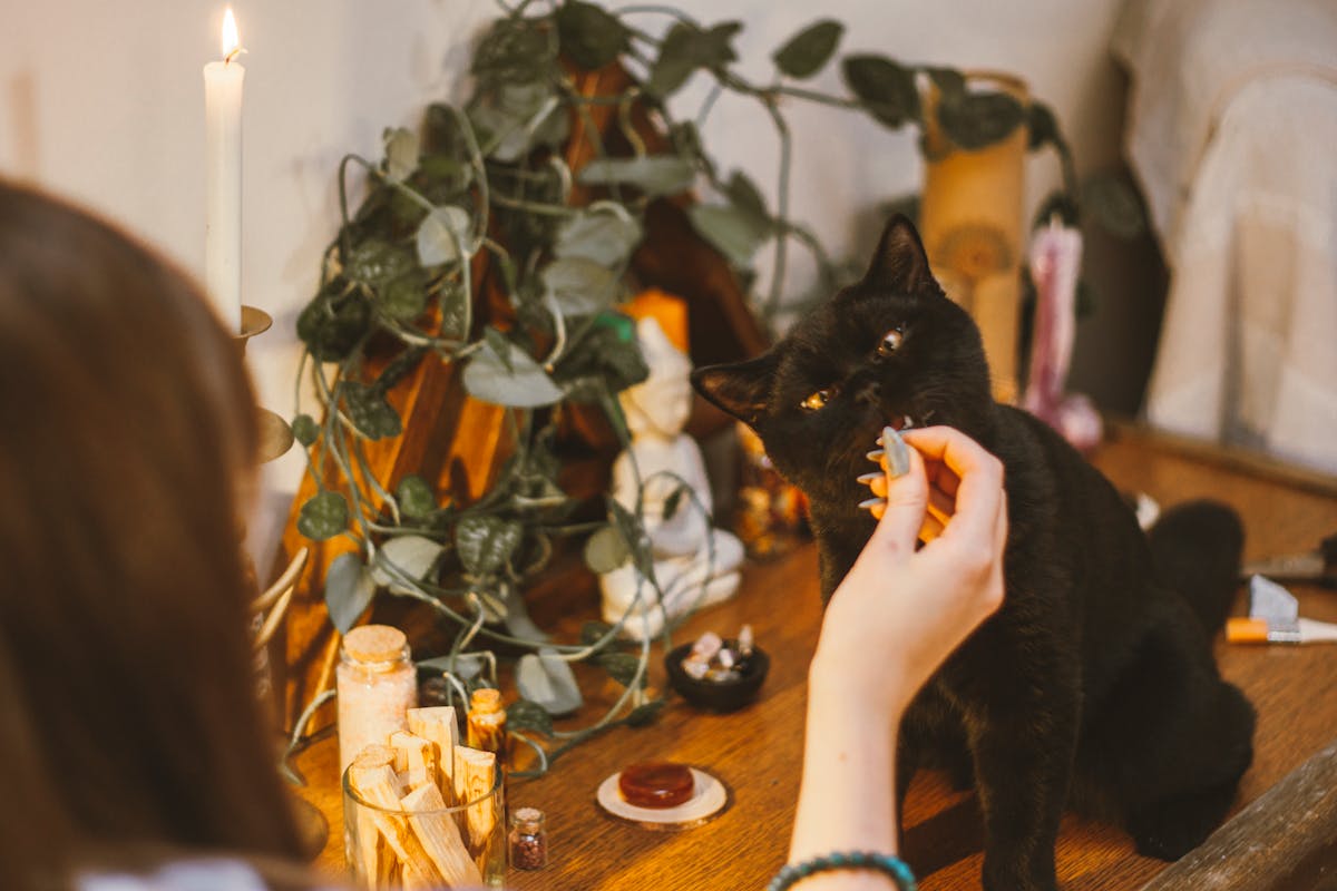 black cat on credenza getting a treat