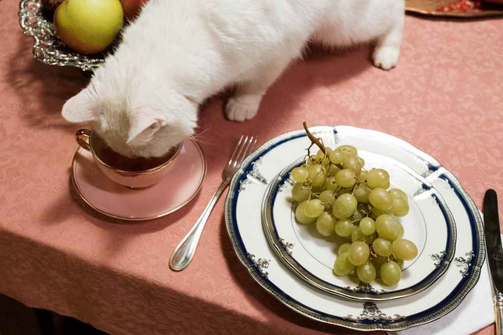 cat drinking of dining room table