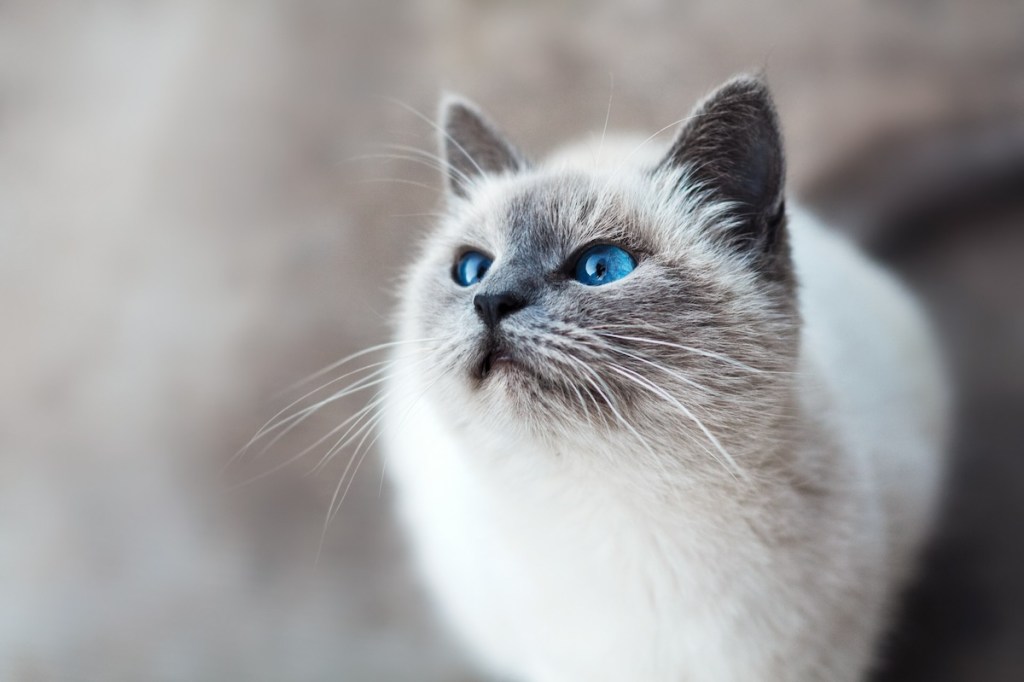 white and gray cat with long hair looking up at a person