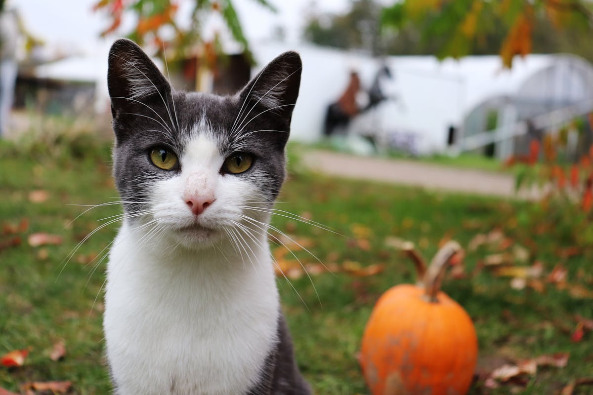 black and white cat outside in front of pumpkin