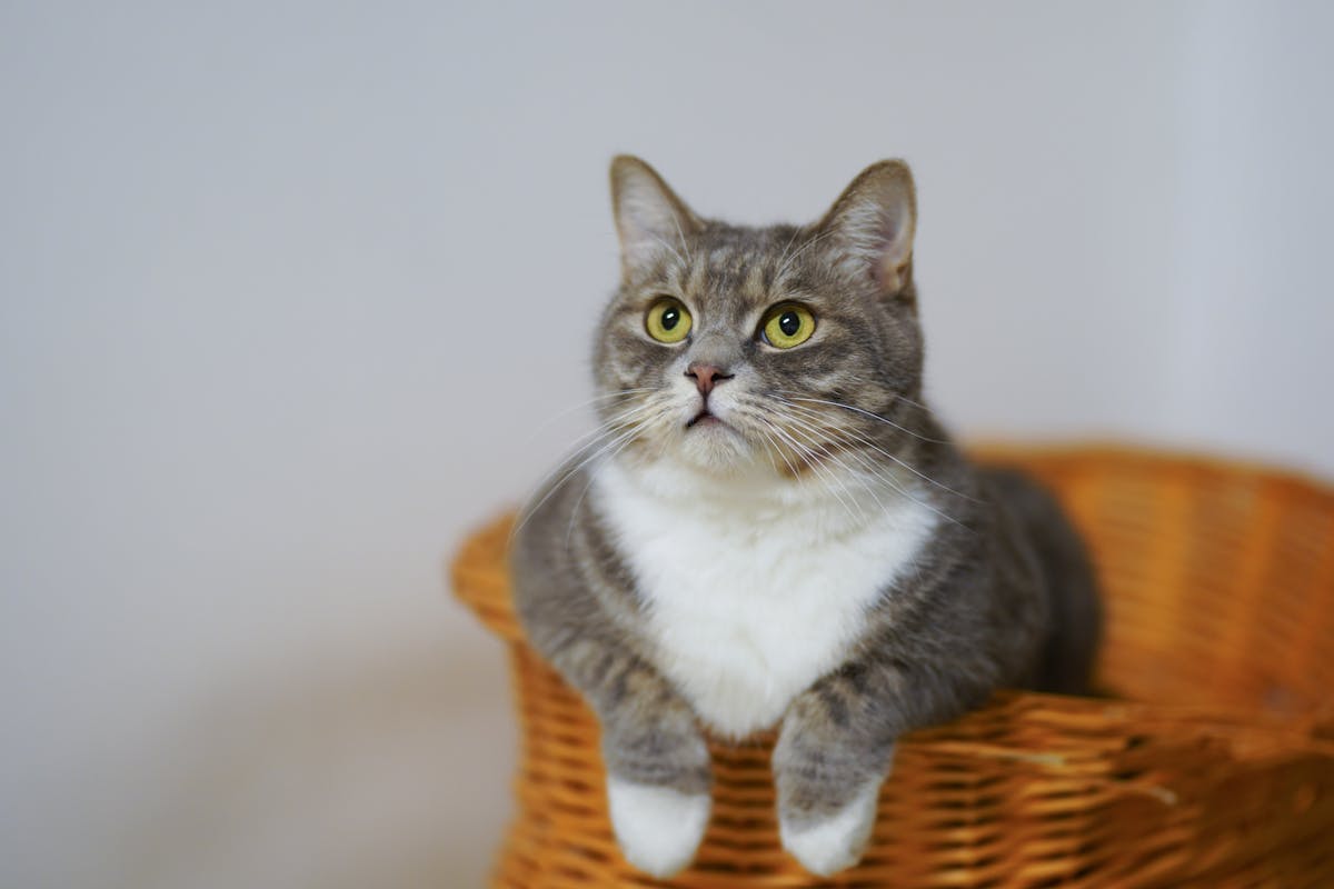 cat sitting in woven basket