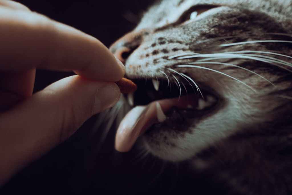 close up of gray cat getting a treat