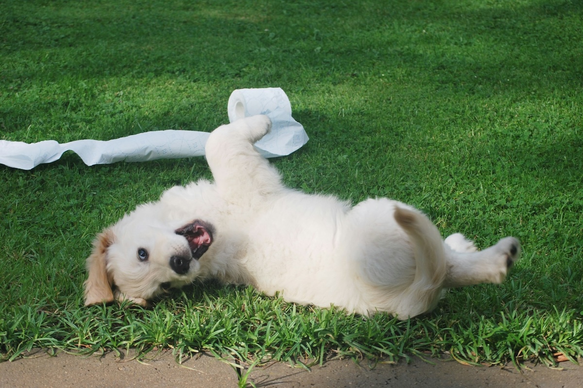 dog rolling in grass with toilet paper