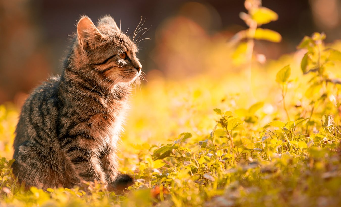 104 fall names for cats Girls, boys, Halloween, and more PawTracks
