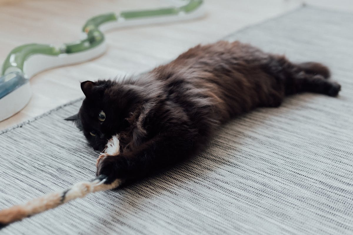black long-haired cat with a rope toy
