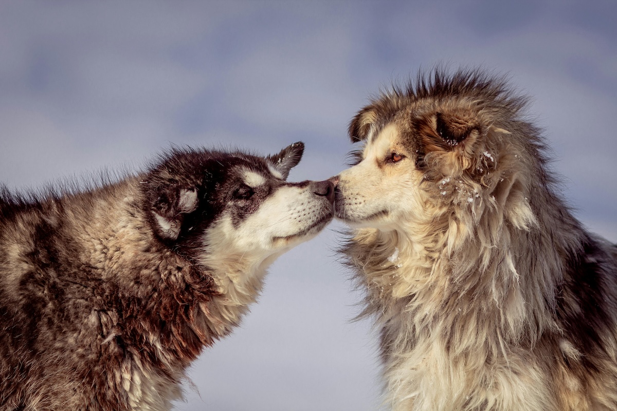 Two malamutes in the snow