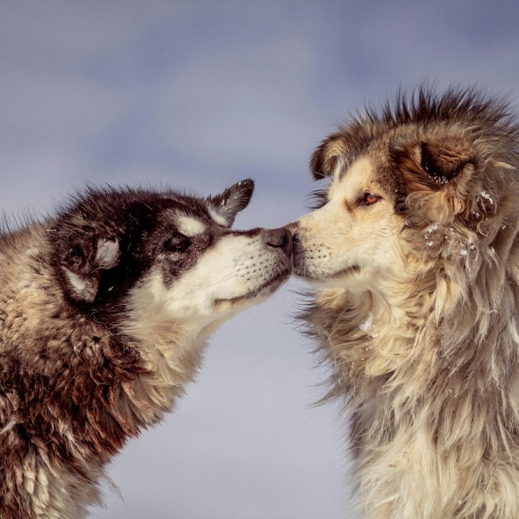Two malamutes in the snow