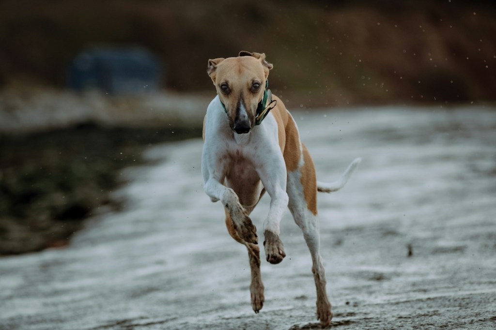 greyhound running, shot is head on
