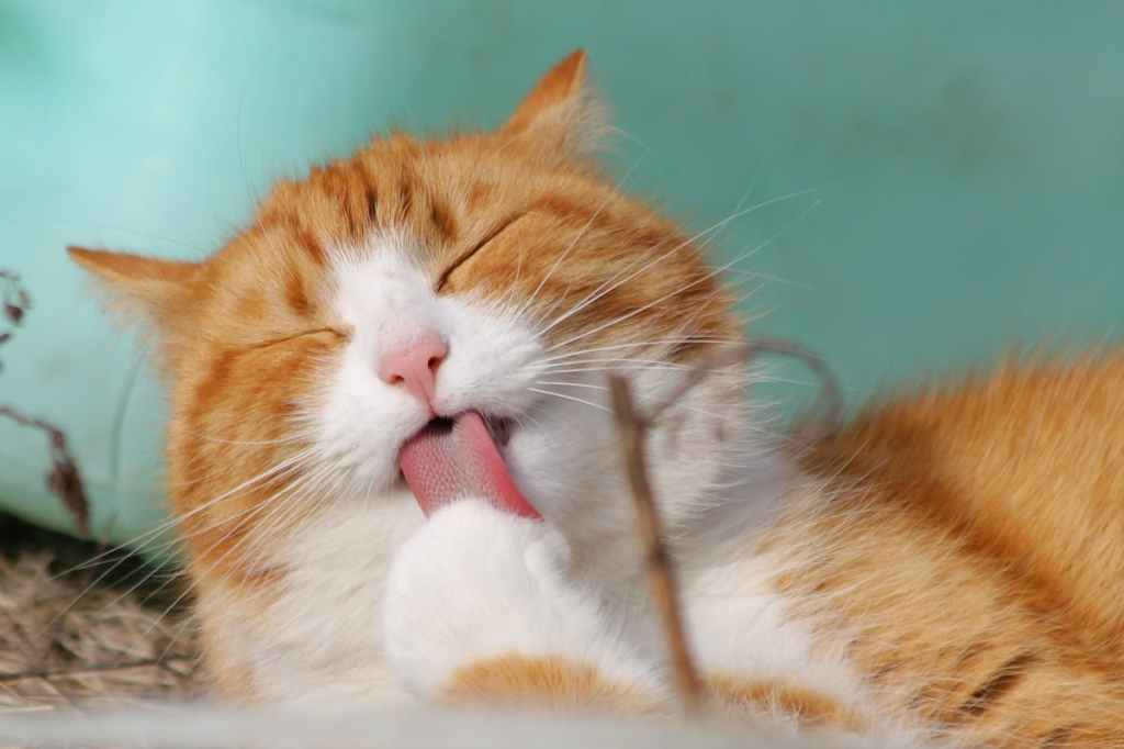 orange and white cat licking me