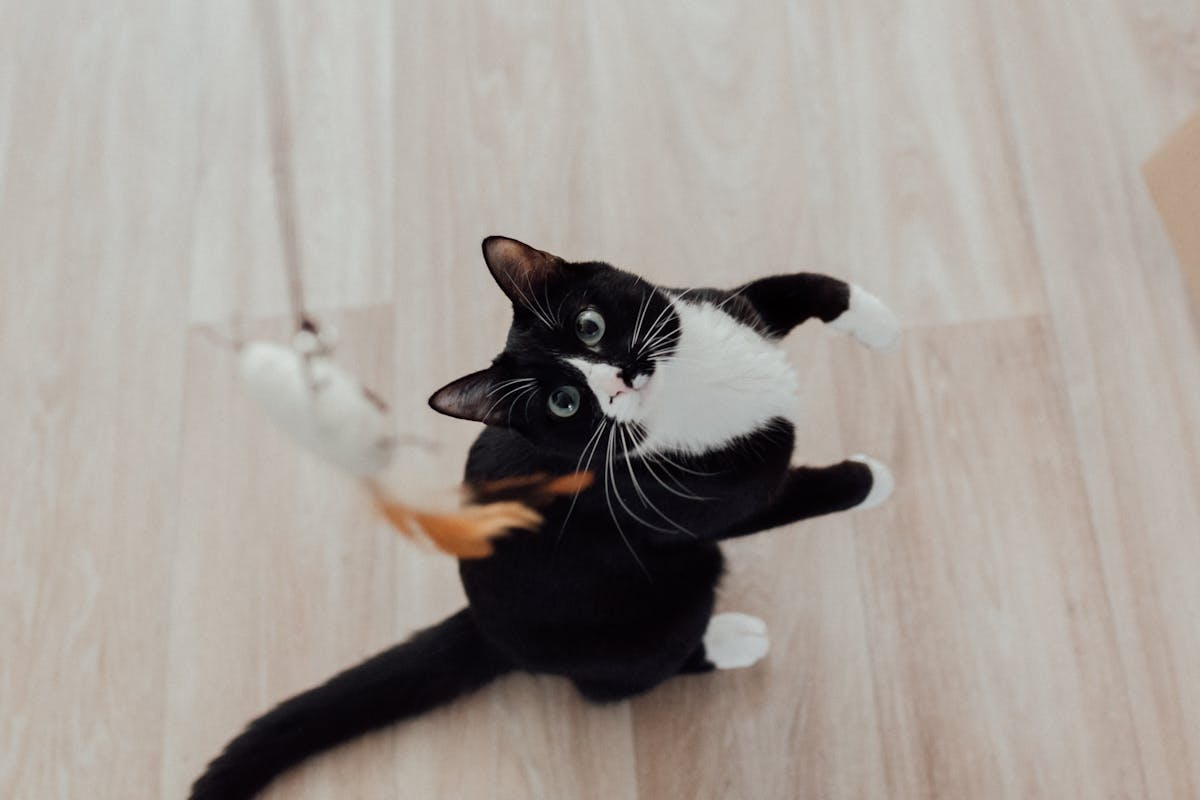 a tuxedo cat getting ready to bat a wand toy
