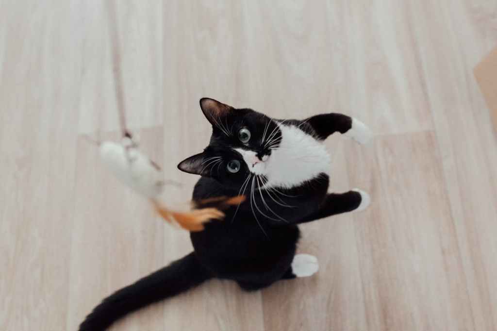 a tuxedo cat getting ready to bat a wand toy
