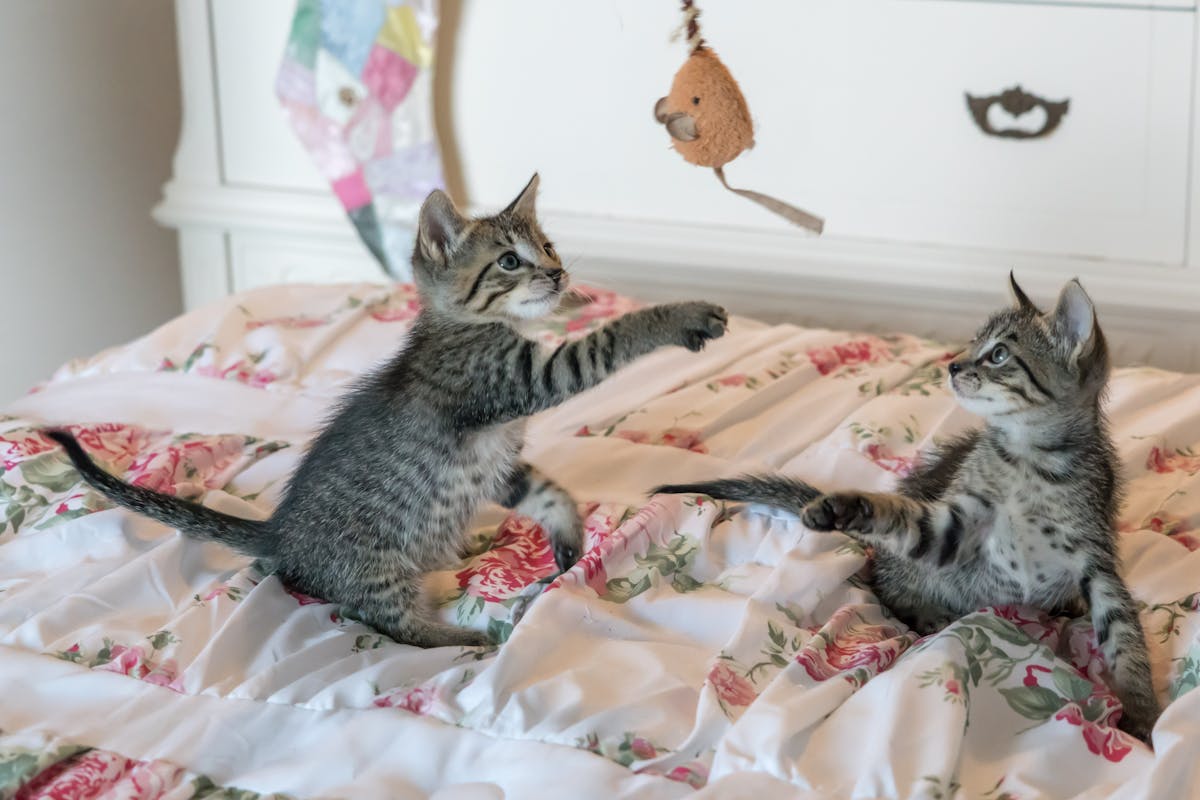 Two gray tabby kittens playing with wand toy