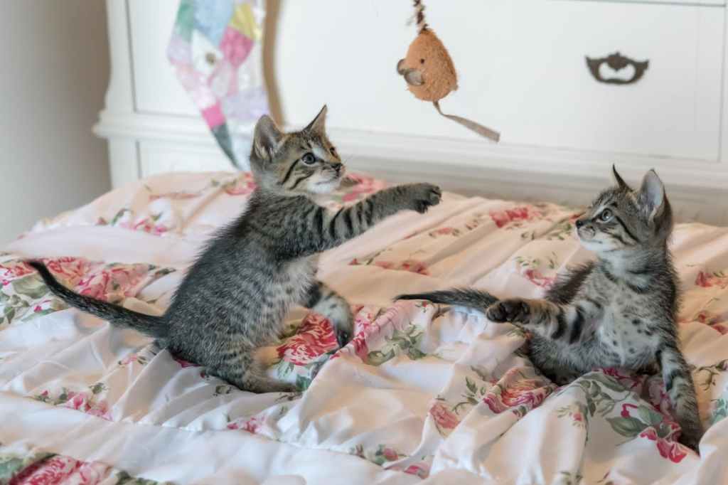 two gray tabby kittens playing with wand toy