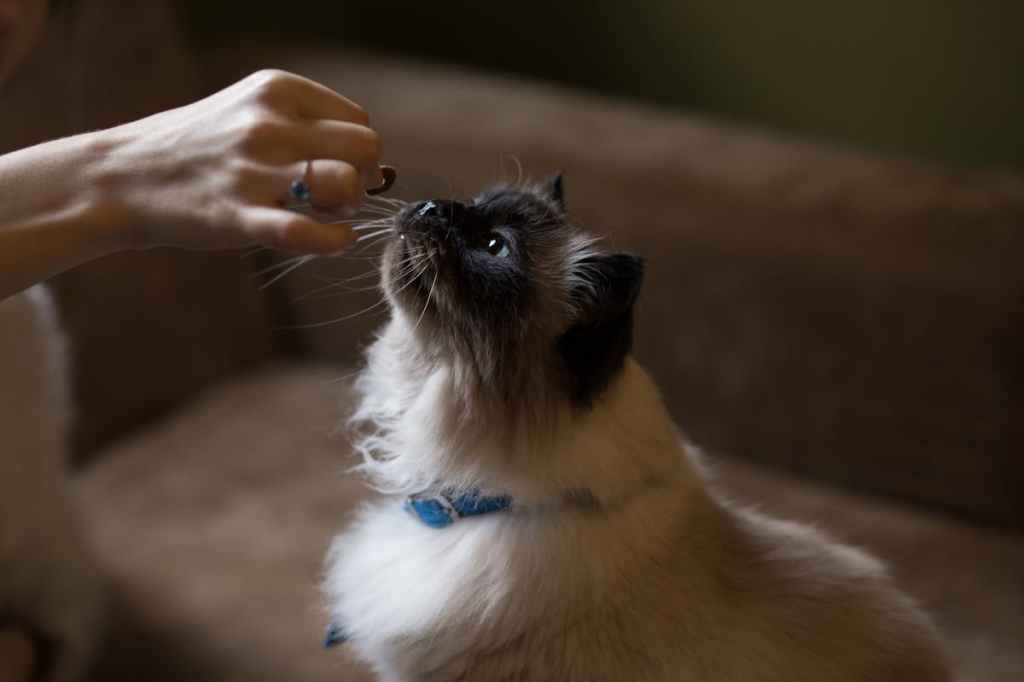 Himalayan cat getting a treat