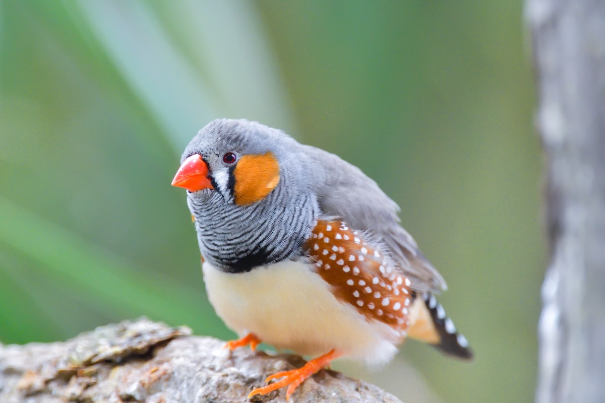 Zebra Finch