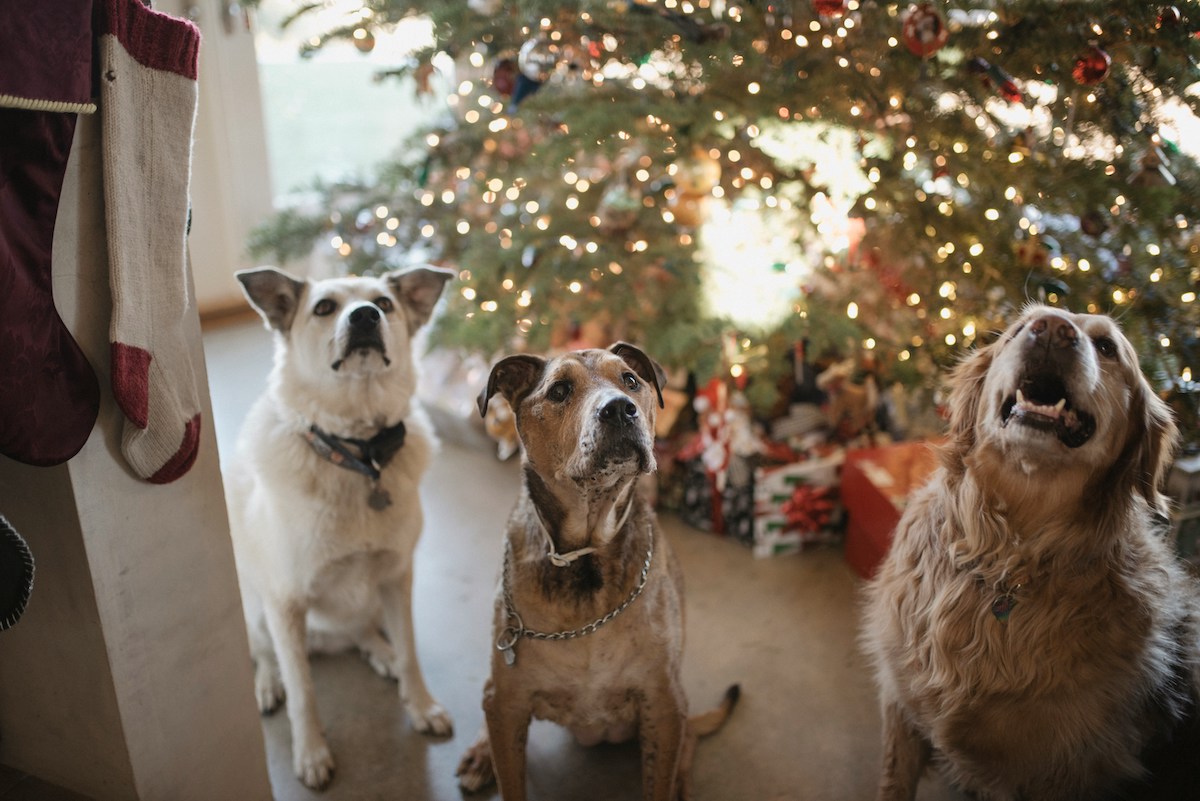 Three dogs sit in a living room in front of a Christmas tree