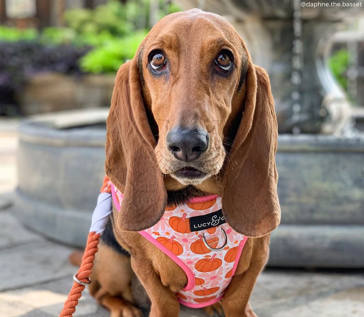 Basset hound in pink pumpkin harness