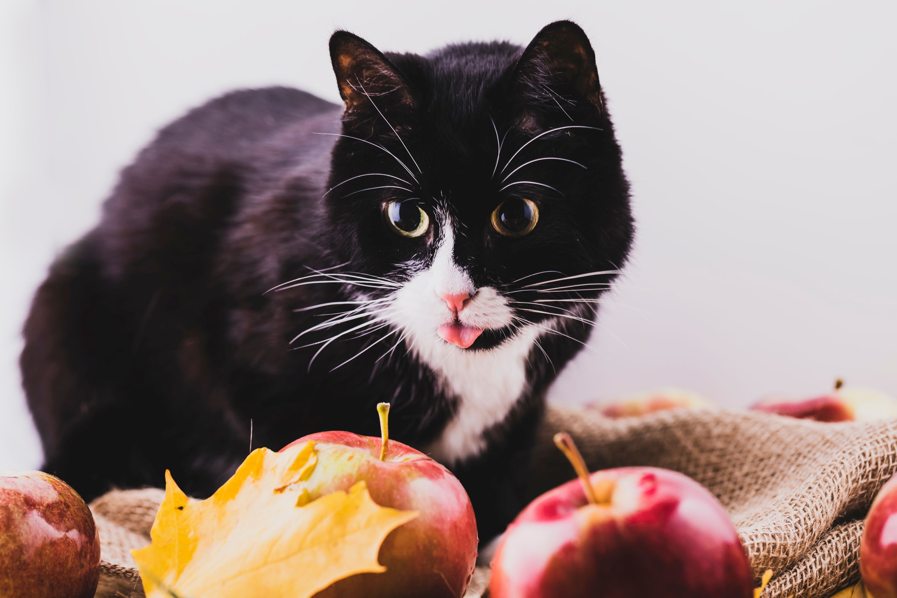 Black and white cat looking at apples
