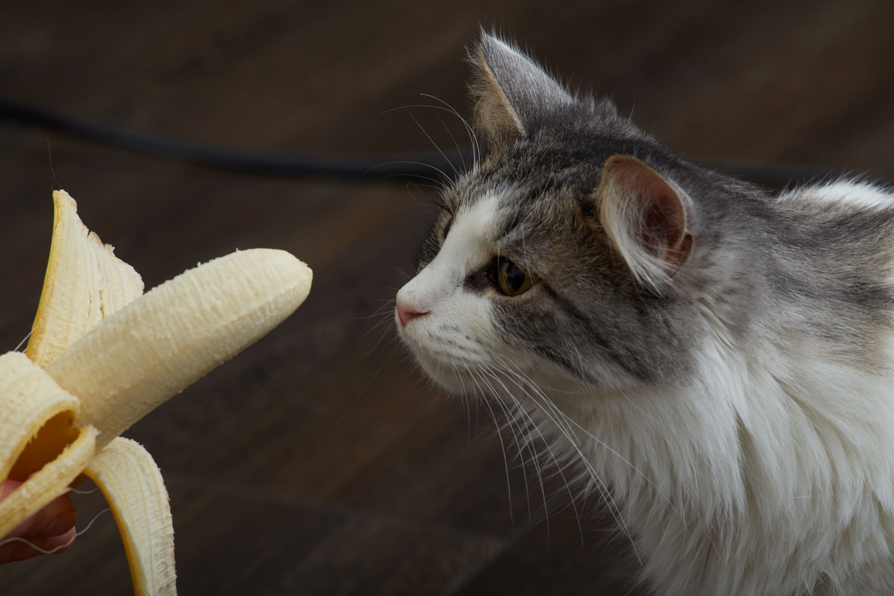Cat and a banana