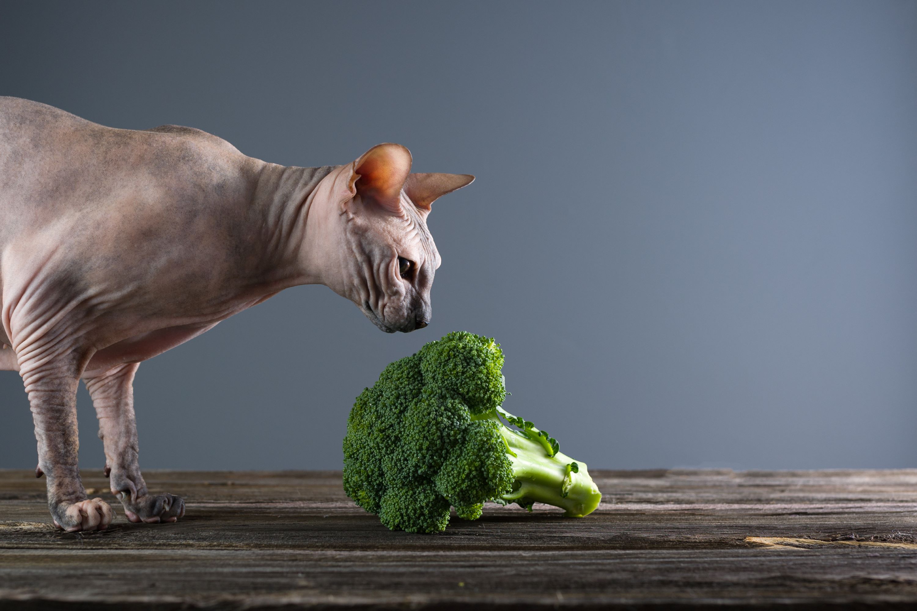 Cat sniffing broccoli on a table