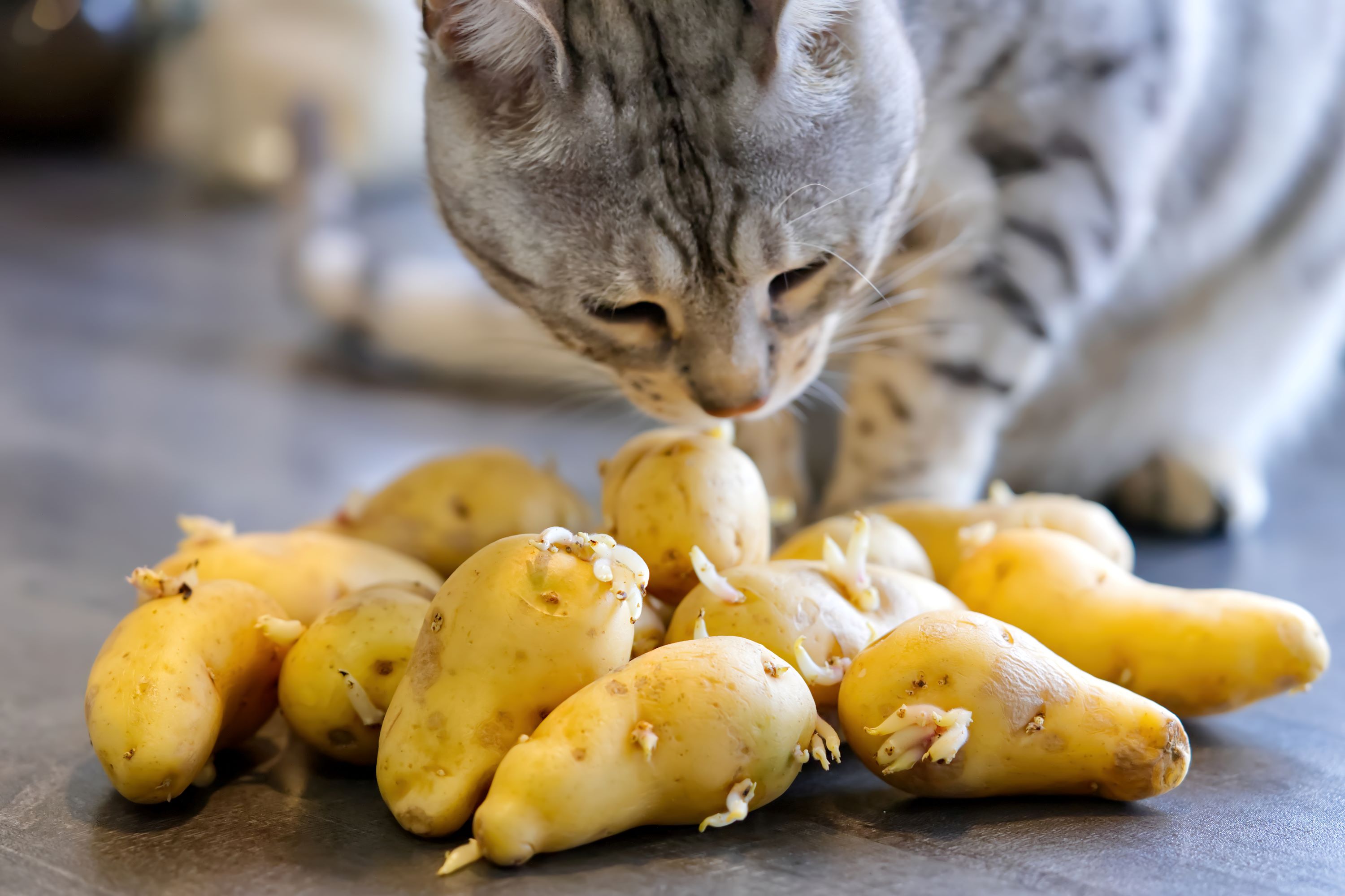 Cat sniffing potatoes