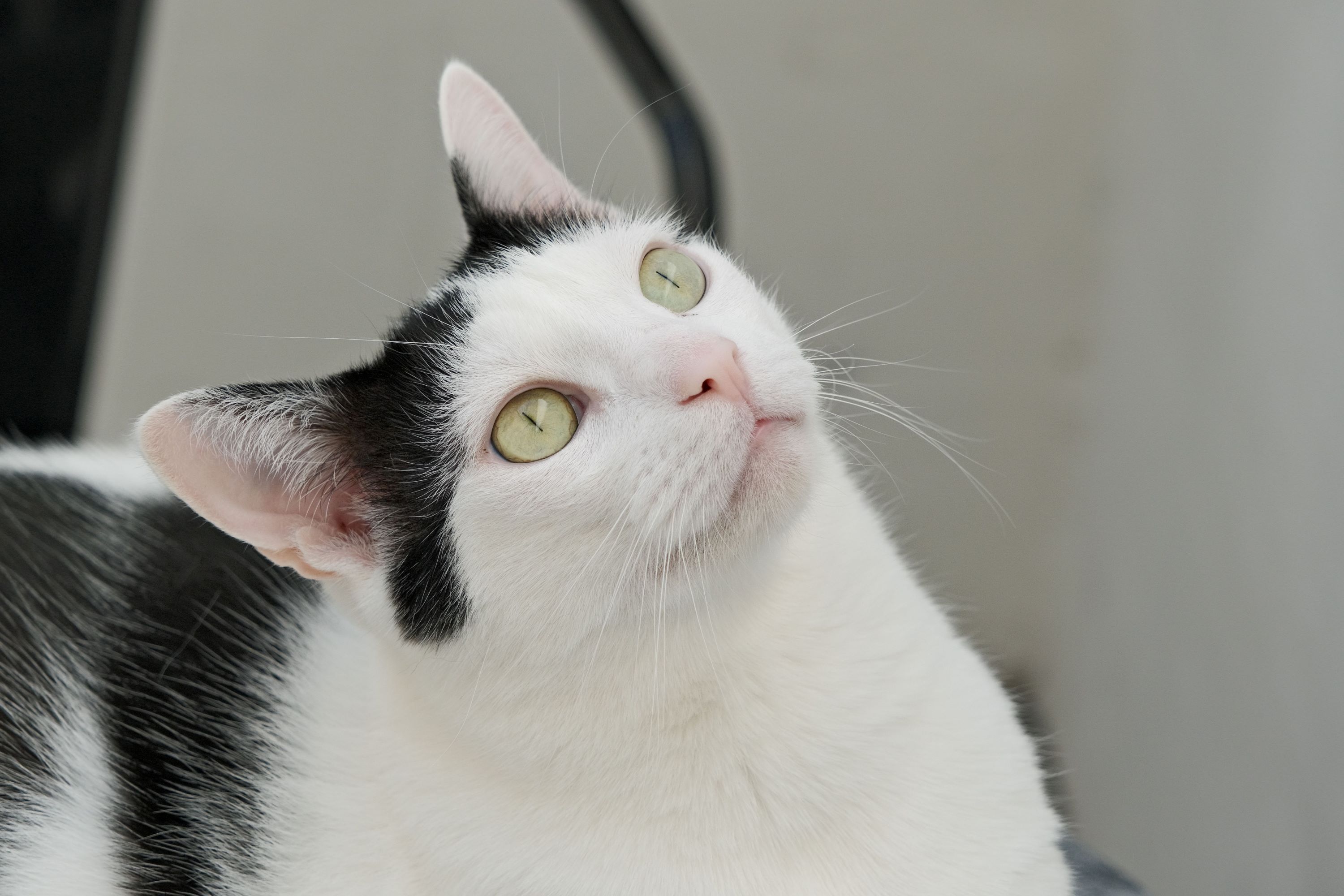 Japanese bobtail cat