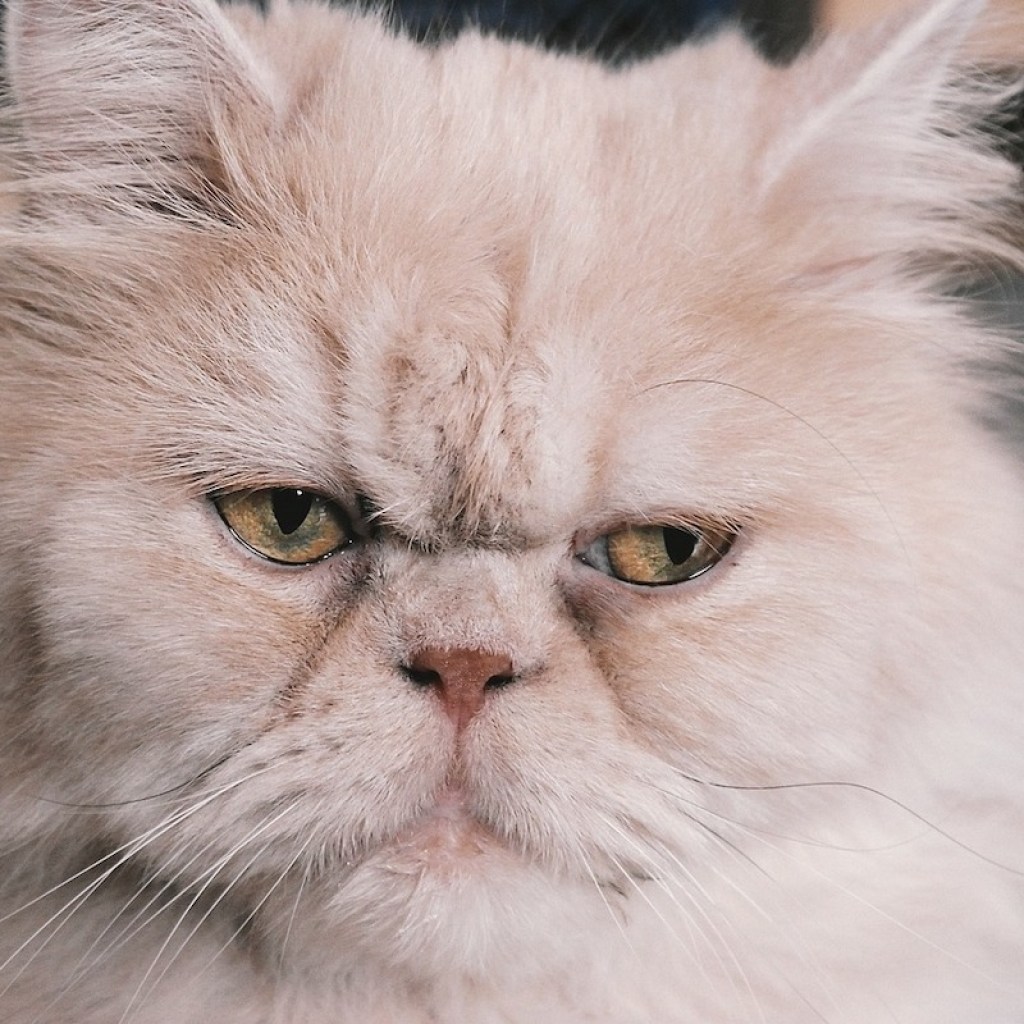 Persian cat with a grumpy face