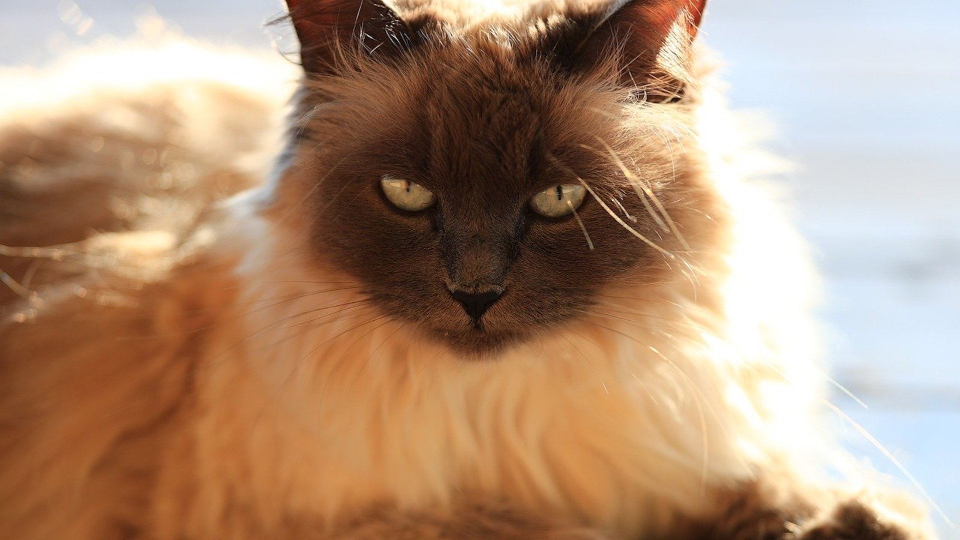 A Balinese cat
