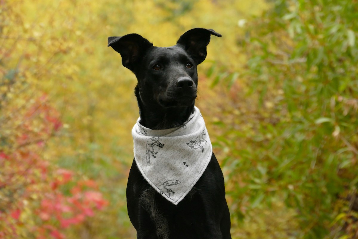 Black dog wearing white bandana