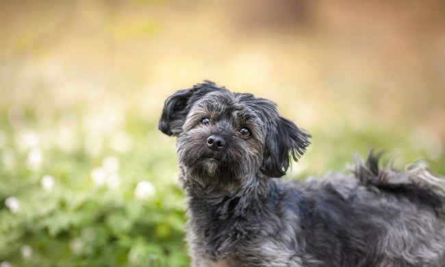 A black Havanese dog
