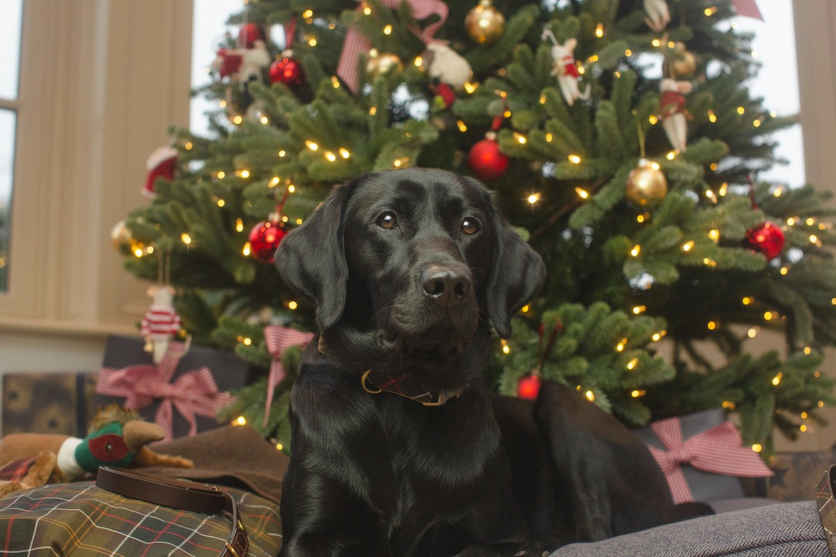 A black Labrador Retriever sits in front of Christmas tree and presents