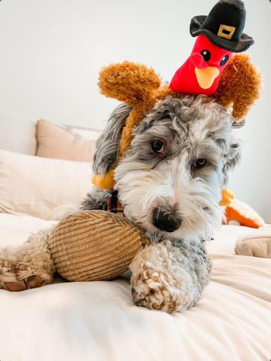 Doodle wearing Thanksgiving turkey headband