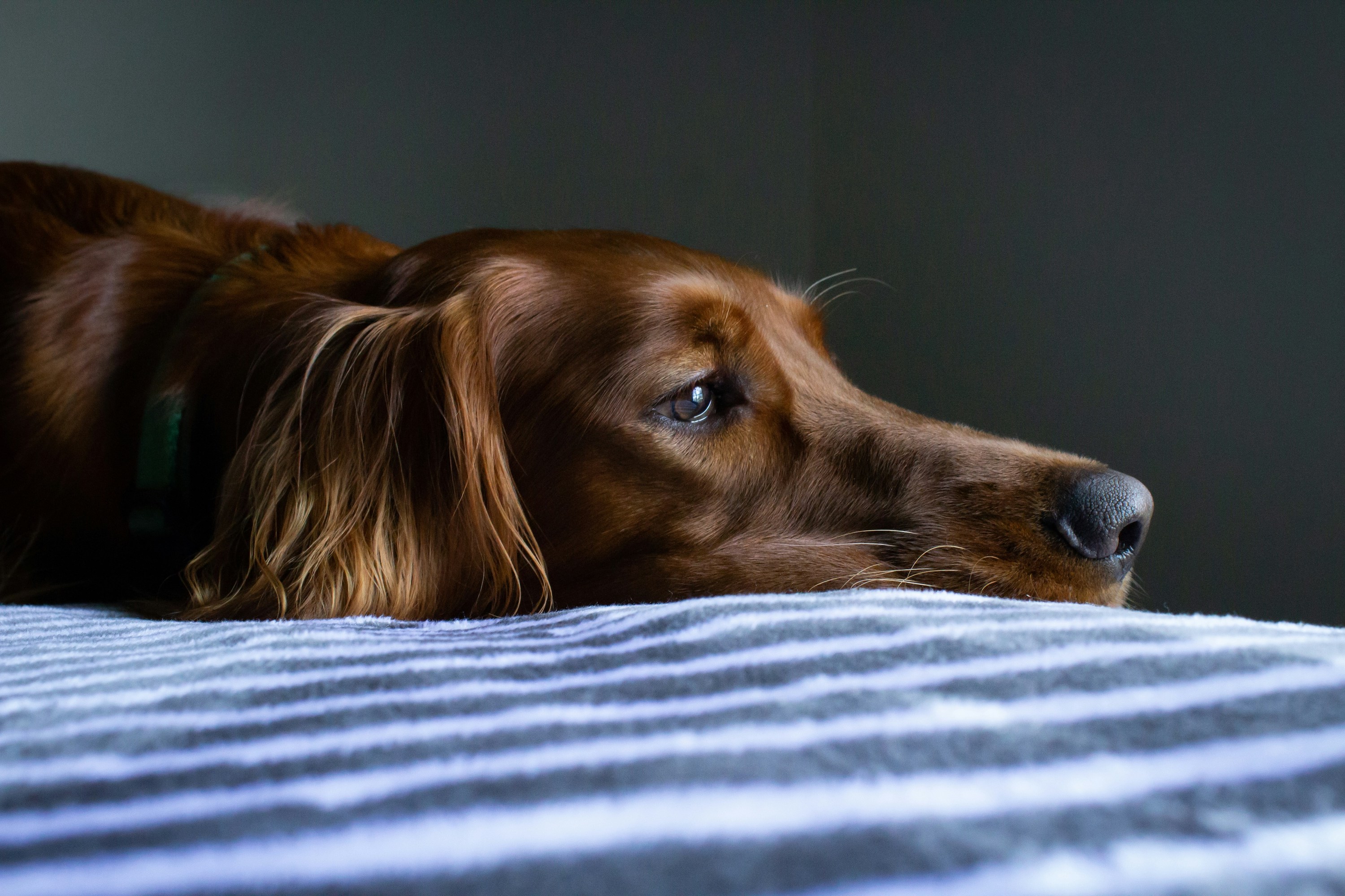 A Golden Retriever dog lies on a bed with streaks of sunlight