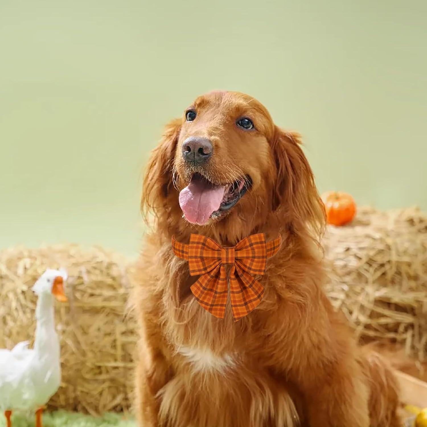 A golden retriever wearing an orange bow tie collar