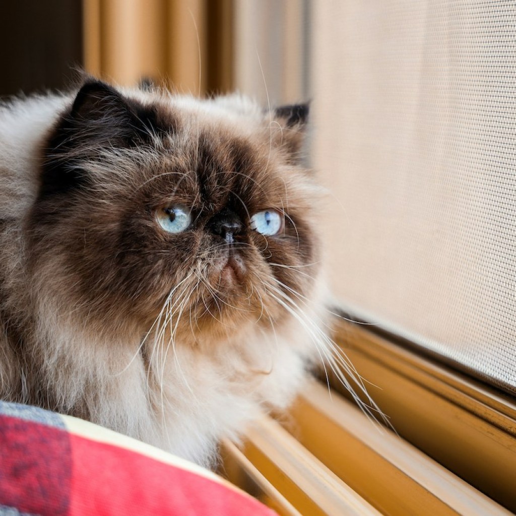 A Himalayan cat looks out the window