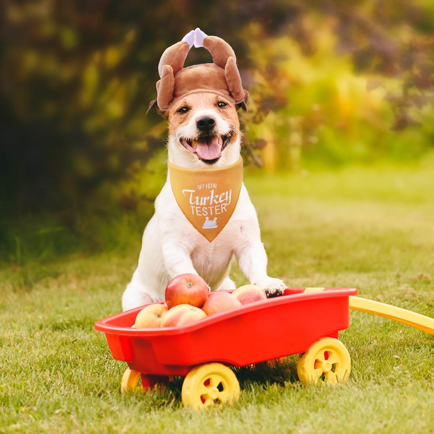 Jack Russell Terrier wearing a turkey hat and a bandana