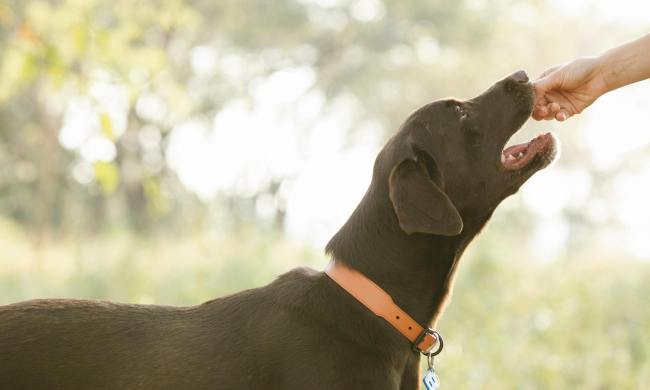 A Labrador retriever eats a treat that someone holds out