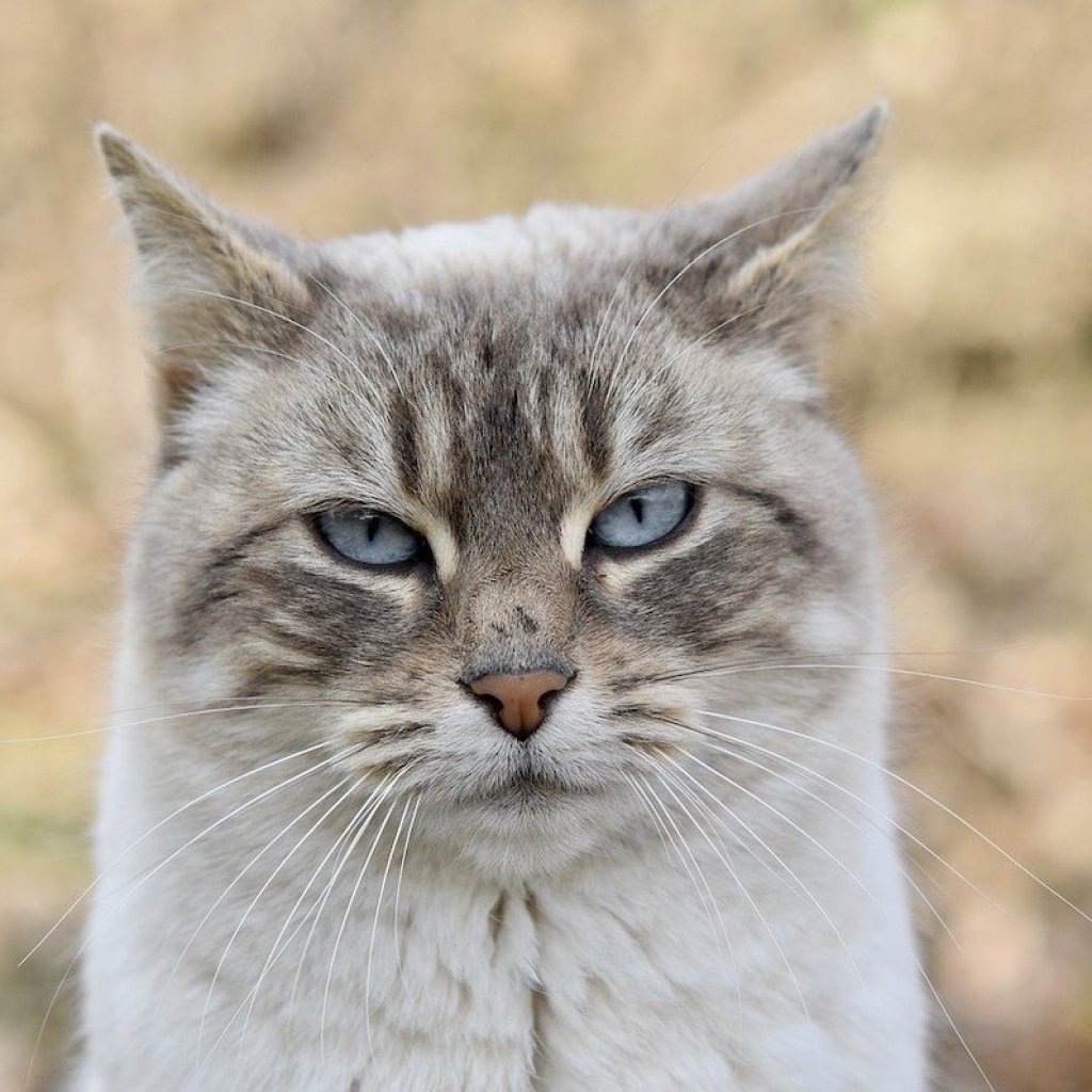 Close-up of Manx cat