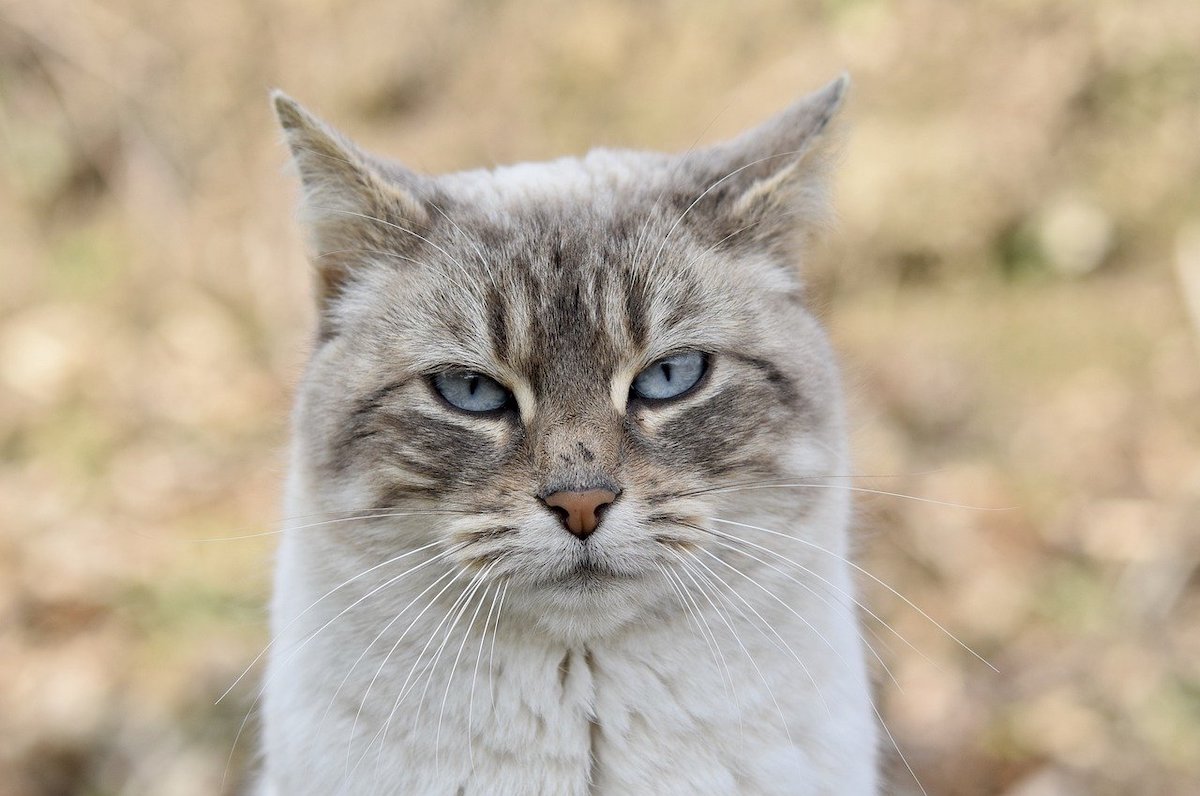 Close-up of Manx cat
