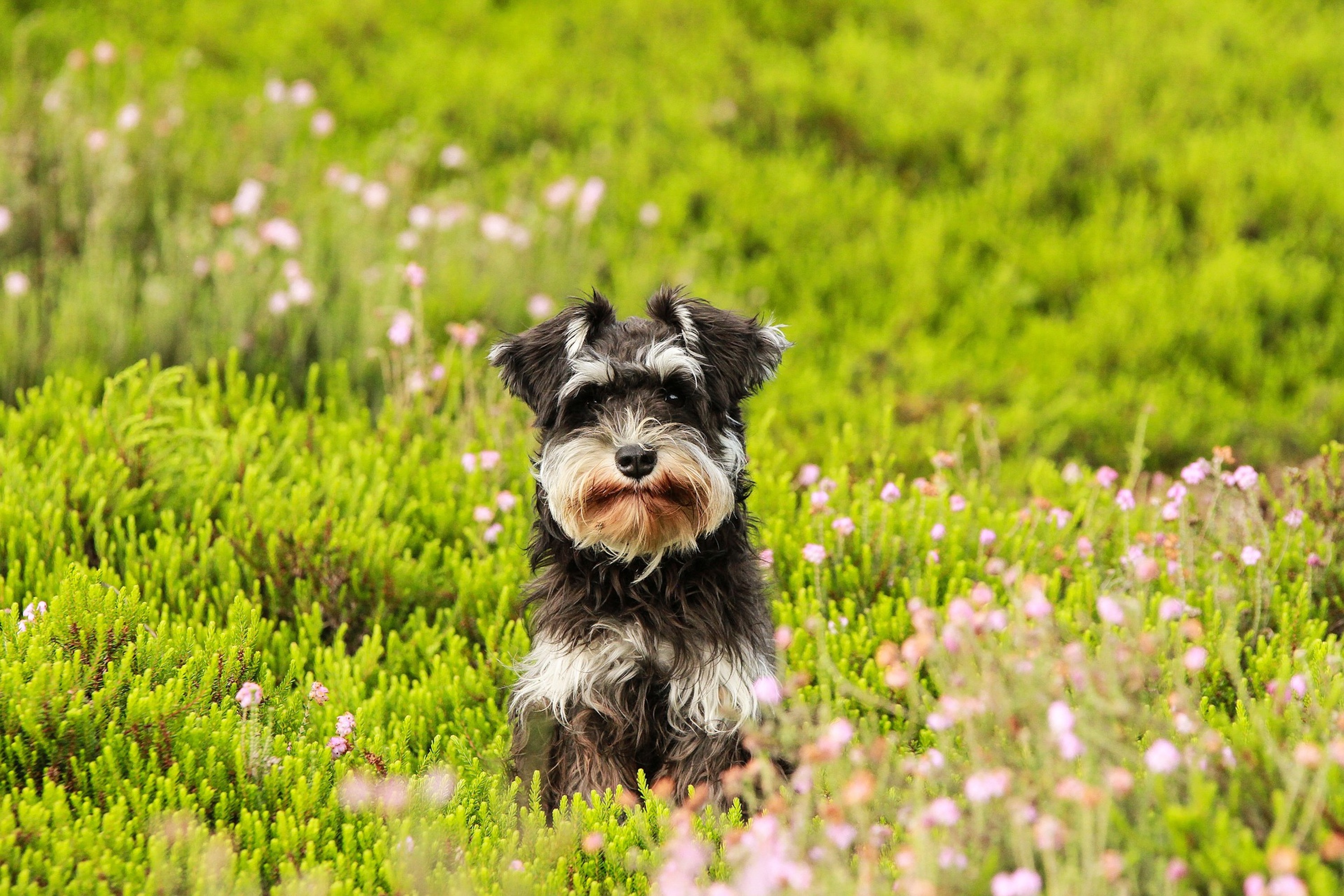 A miniature schnauzer sits in a grass field