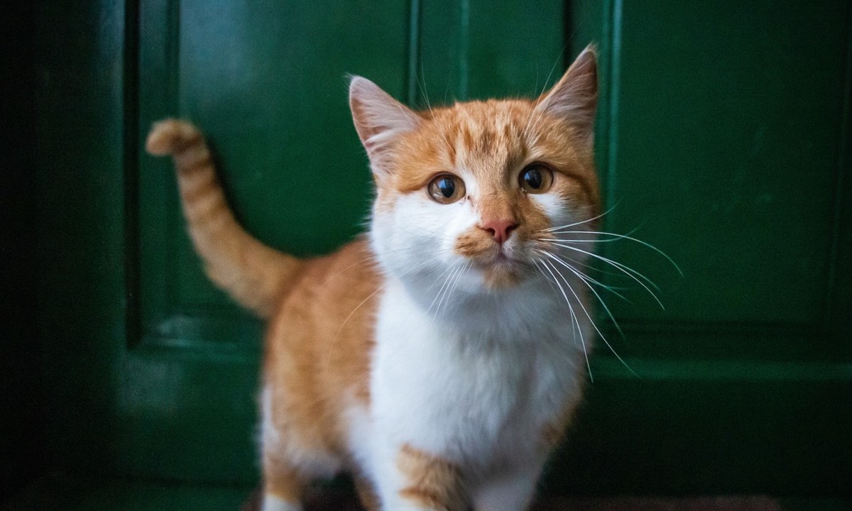 A white and orange tabby cat