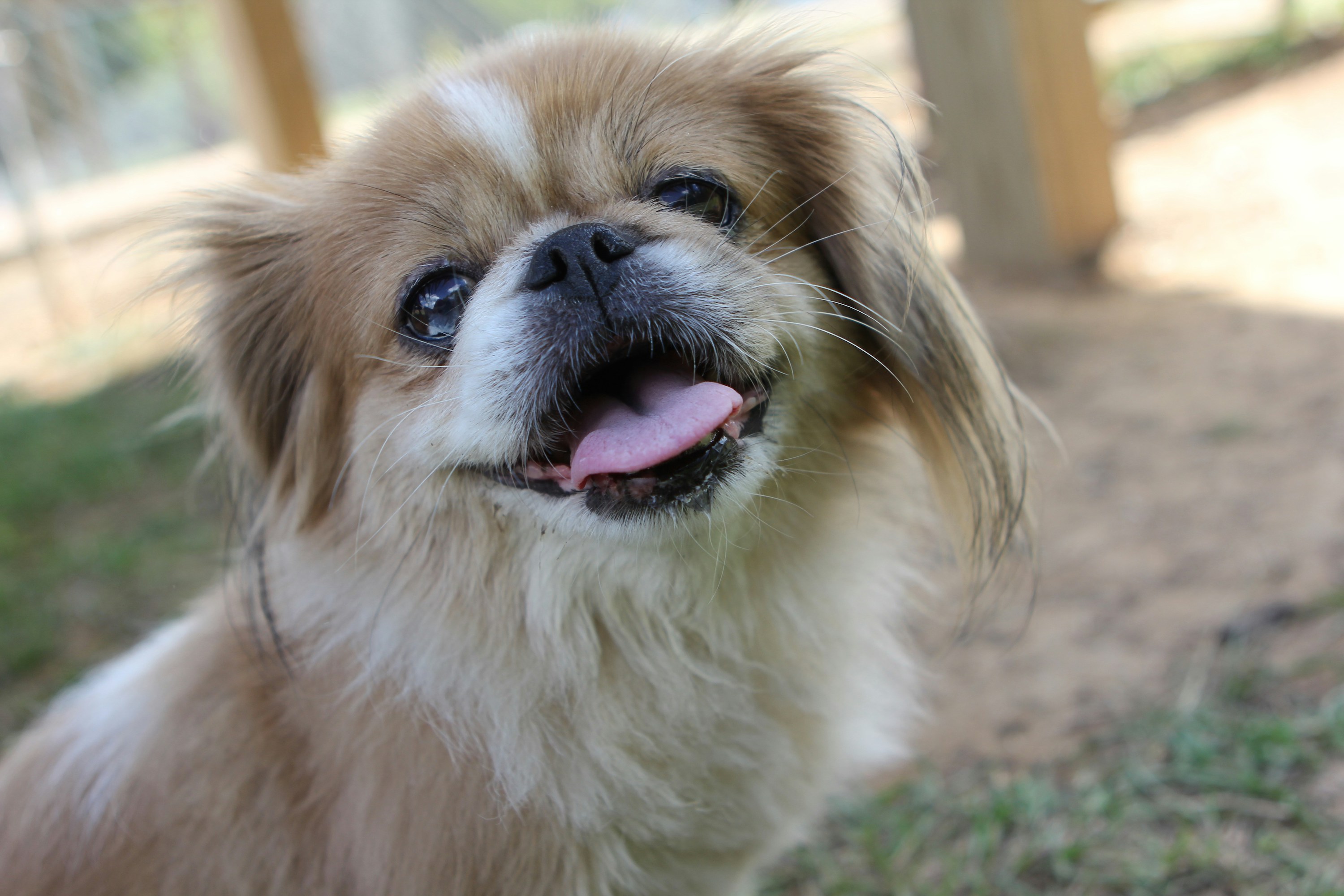 A Pekingese dog smiling