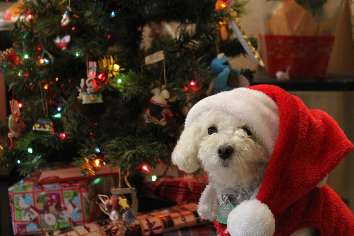 A small white curly-coated dog wearing a Santa har and costume sits in front of Christmas tree and presents