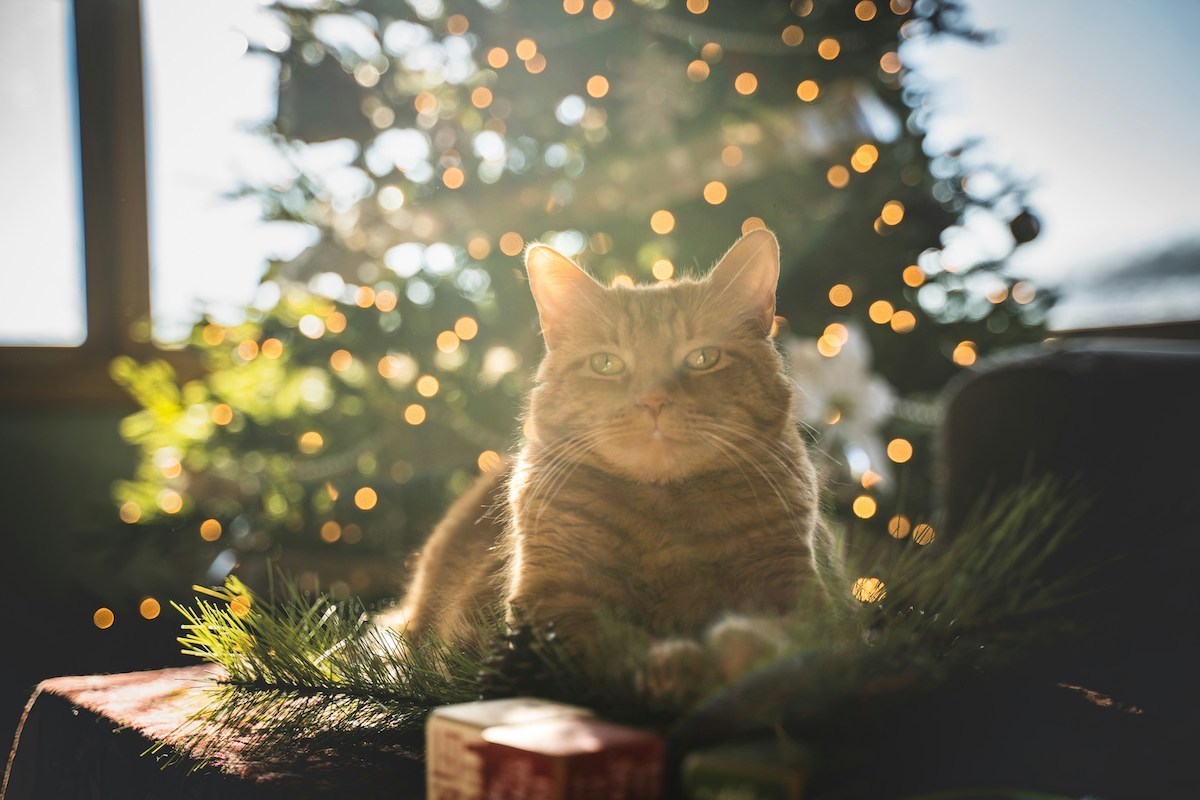 A gray tabby cat rests in front of a Christmas tree