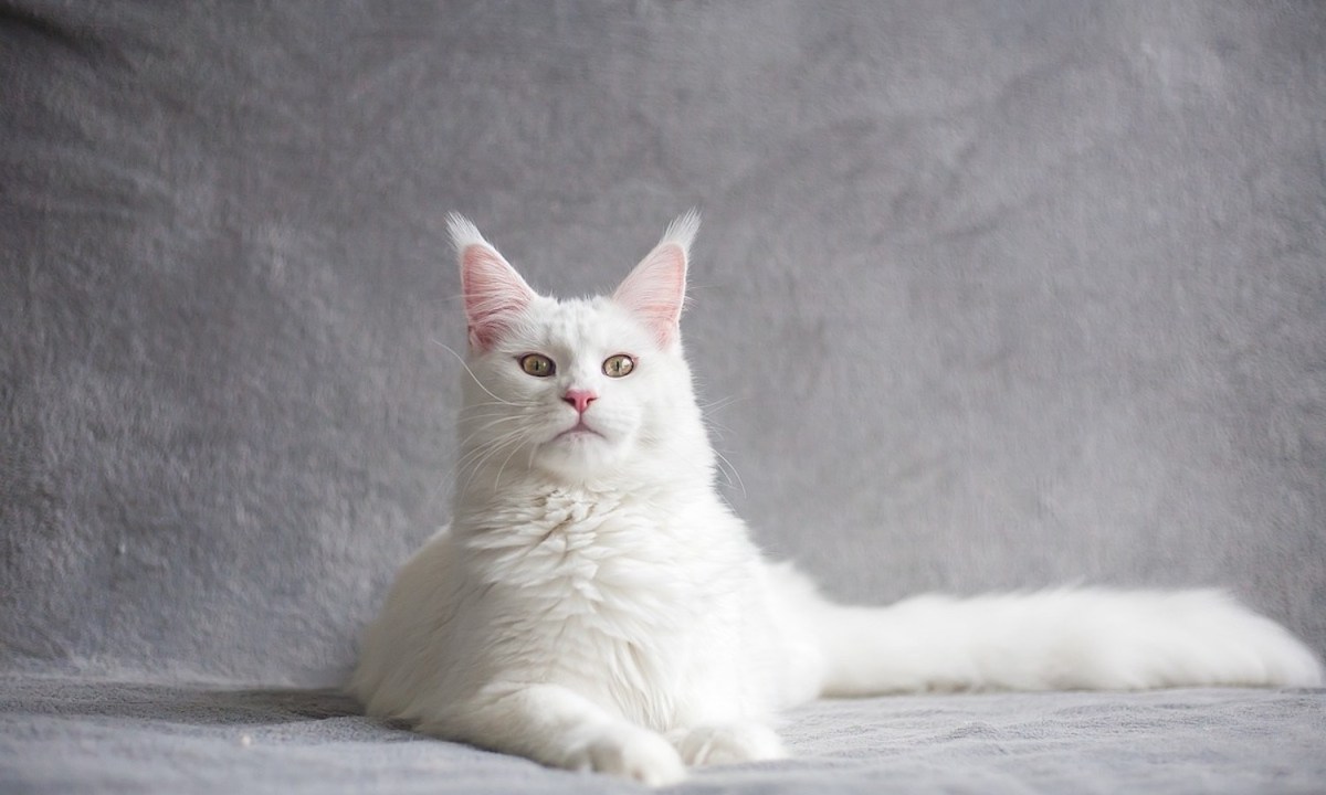 A White Maine coon cat