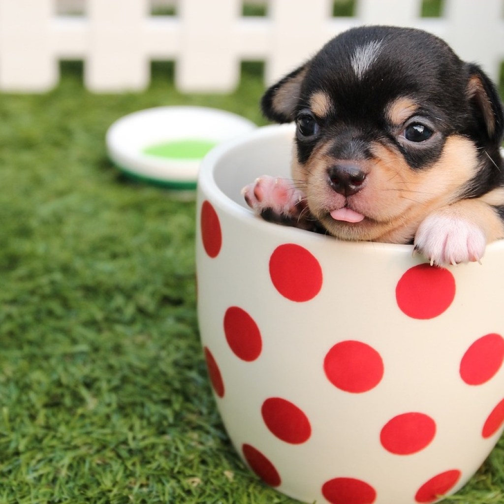A baby teacup Chihuahua in a mug